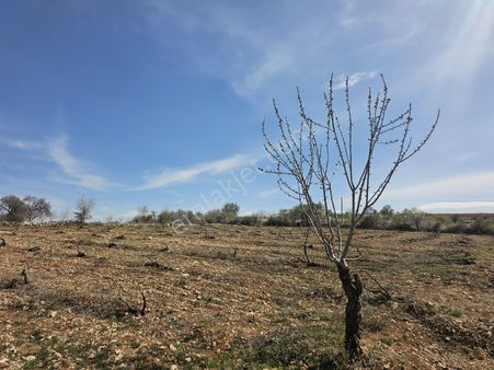 Hakev'den Yatırımlık Ve Bağ Evi Olabilecek Bağ Satılıktır