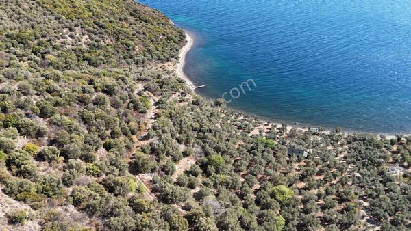 Marmara Adası Gündoğdu Köyünde Denize Yakın Zeytinlik