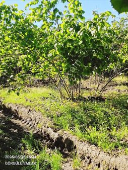 Görgülü Emlaktan Acil Satılık Arazi