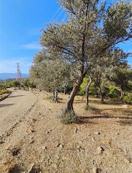 Mercan Gayrimenkul'den Sarıyer'de Tek Tapu 3.490m2 Zeytinlik