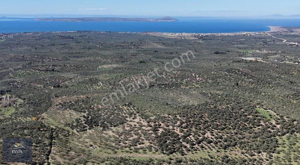 Geyikli Hürriyet Mahallesinde Verimli Satılık Zeytinlik