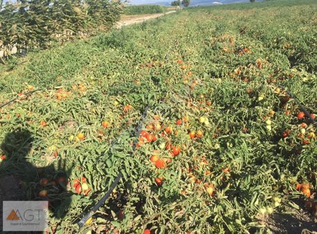 Agt'den 50 Dönüm Mustafakemalpaşa Ovaazatlı Mah Kiralık Tarla