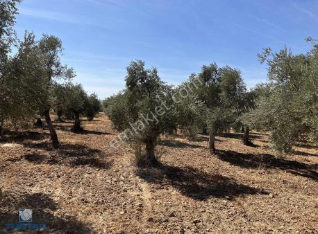 Torbalı Dirmil Mah.4309 M2 Tek Tapu Satılık Zeytinlik