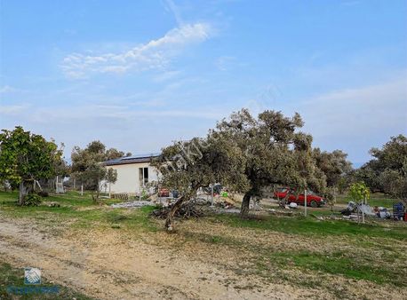 Torbalı Çapak Mah. 3320m2 Tarla Ve Zeytinlik