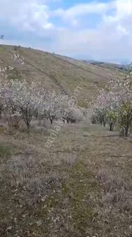 Manisa Kula'da Satılık Meyve Arazisi