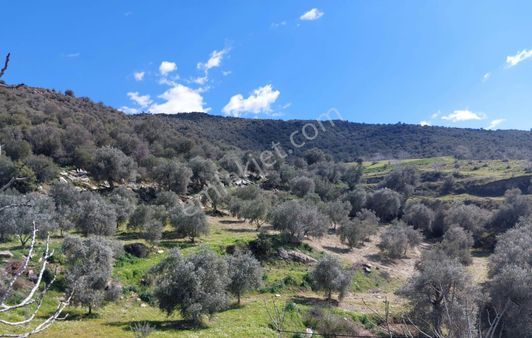 Bozdoğan Yazıkent Mahallesinde Satılık 15 Dönüm Zeytinlik
