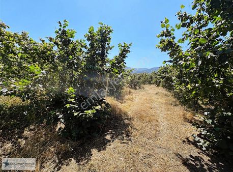 Acce Luxury Homes'tan Sakarya Arifiye'de Satılık Arsa