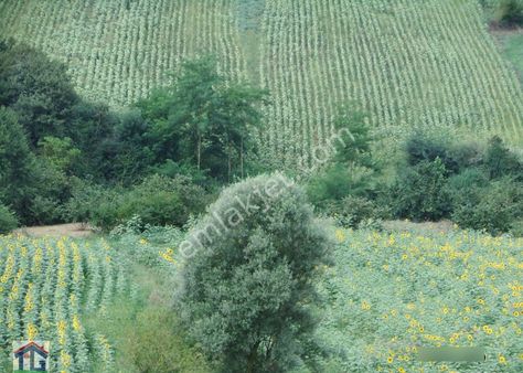 İzmit/bağlıca Köyü Dere Kenarında %5 İmarlı Tarla.