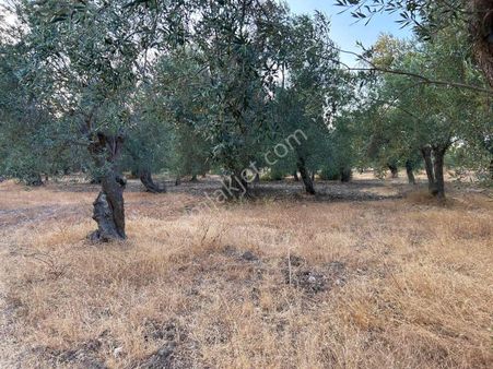 Uytun'dan Havran Kocadağ Köyünde Yola Cepheli Satılık Zeytinlik