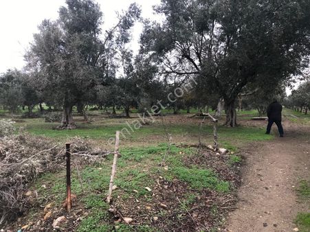 Foça Gerenköy'de Satılık Zeytinlik Binax Bakırçay'dan