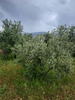 Kaş Kınık'ta Satılık Arazi