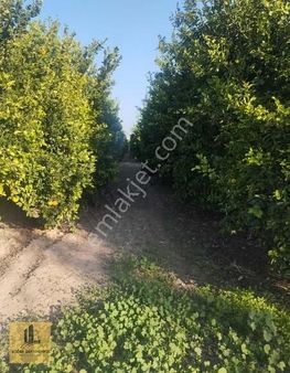 Kozan Gayrimenkul'den Yassıçalı Da Bakımlı Narenciye Bahçesi