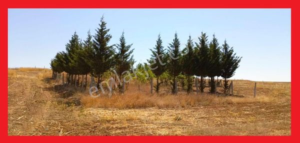 Pınarhisar Ataköy'de 918m2 0,30 2kat İmarlı İçinde Çam Ağaçları Mevcut Satılık Hisseli Arsa