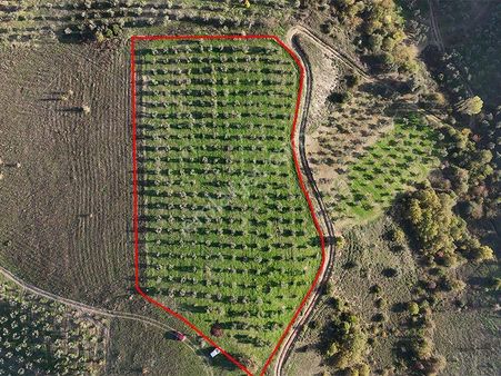 C21 Cius;şahinyurdunda 6.975 M2 Ulaşımı Kolay Satılık Zeytinlik