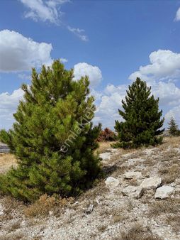 40 Adet Yetişmiş Çam Ağaçları İçerisinde Tek Tapu 3586 M2 Acill