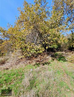 Küçük Menderes Gayrimenkul'den 5 Ceviz Ağaçlı Tarla