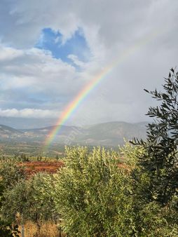 Çal İsebeylide Satılı Ceviz Bahcesi