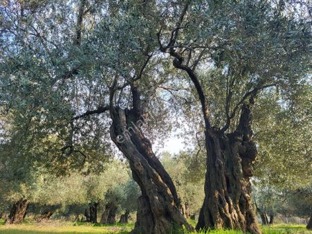 Şehir Merkezine Yakın Satılık 2.500 M2 Zeytin Bahçesi