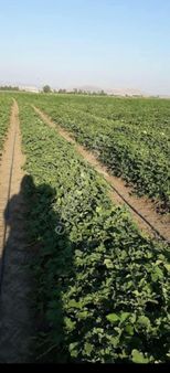 Denizli Satılık Karpuz Kavun Tarlası Müstakil Parsel