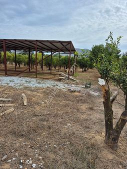 Bodrum Gümüşlük Merkezde Satılık 5100 M2 Satılık Narenciye Bacesi