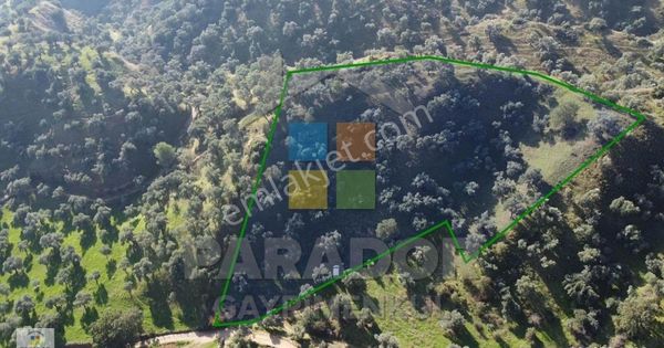 Aydın Nazilli İsabeyli Mahallesinde Satılık 3968 M² Zeytinlik