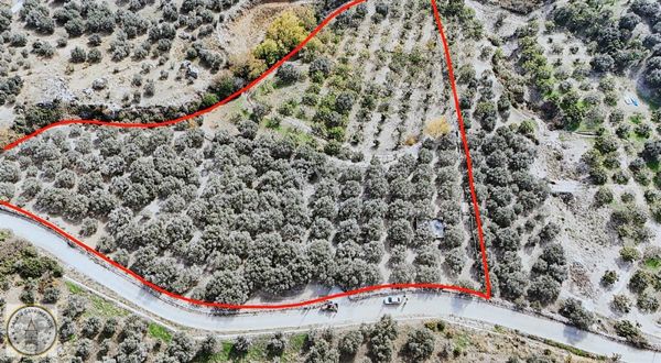 Galata;dan Söke Yamaç Mah.de 15.500 M² Zeytinlik İncir Bahçesi