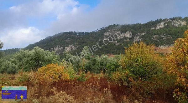 Muğla Kuyucakta Yola Cephe Zeytinlik ...