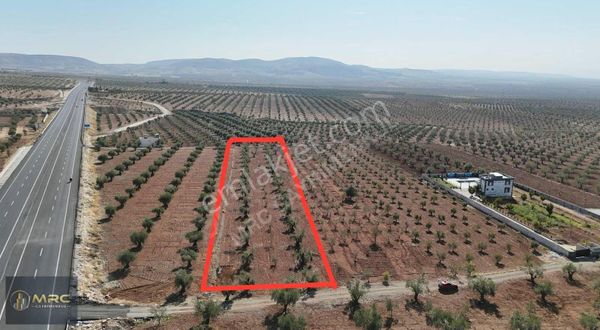 Mrc Gayrimenkulden Satılık Kuzini Bölgesinde Ana Yola Yakın