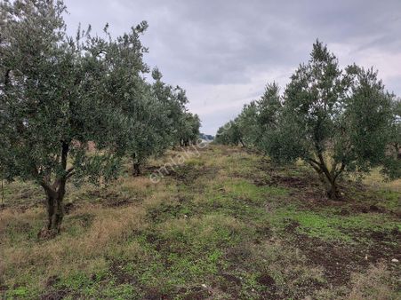 Karaoğlan Mahallesi Satılık Arazi