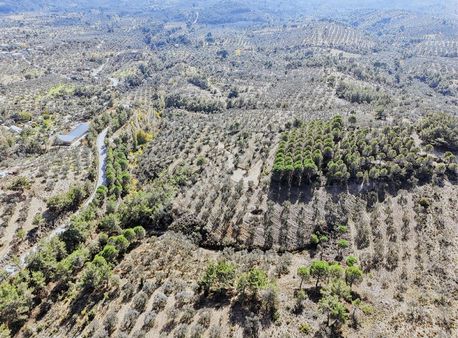 Harika Manzaralı ! 20 Dönüm Fırsat Zeytinlik Edremit Merkeze 7km