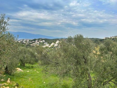 Uytundan Burhaniye Pelitköyde %20 İmarlı 12 Villalık Arsa