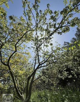 Fb Gayrimenkul'den Yaka'da Müstakil Tapulu Bahçeli Kagir Ev