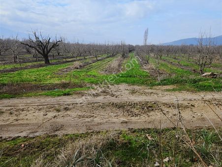 K2 Pera Gürsu Kazıklı Köyünde Satılık Hisseli Tarla