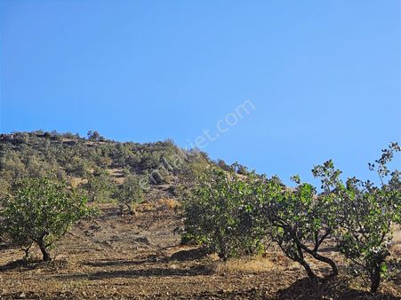 Hakev'den Anayola Sıfır Fıstık Bahçesi Satılıktır