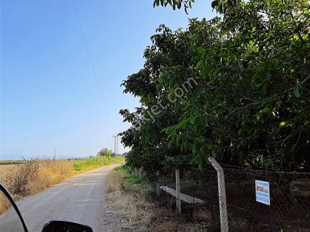 Şehir Dibinde Hazır Yetişkin Bahçe