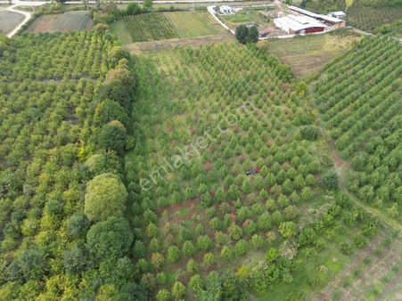 Remax Leon Kestel Kozluören'de 13.000 M2 Satılık Armut Tarlası