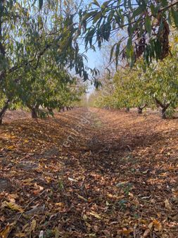 Atalar Köyünde Bulunan Bahçemiz Satlık