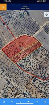 Akgün'den Avdan Mah. Satılık Zeytinlik