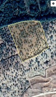 Aşağı Arıl'da Yüksek Mahsullü Fıstık Arazisi