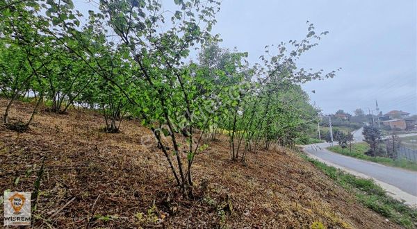 Adapazarı Işıklar Köyü Satılık 302 M2 Resmi Yola Cepheli Arsa