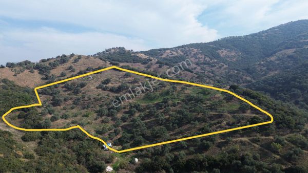 Sb Emlak Ofisinden Çobanköy Mahallesinde Satılık Zeytinlik
