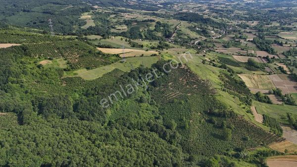 Tarcanlar'dan Kandıra Elmacık'ta Satılık 3608 M2 Fındık Bahçesi