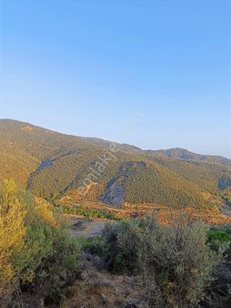 Ayvalık Üçkabağaçta Satılık Arazi