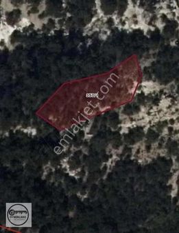 Demirland'dan Satılık Söğüt Köyünde Kelepir Tarlalar