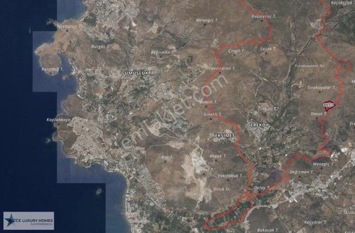 Gümüşlük'te Ana Yola Çok Yakın 33 Dönümlük Zeytinlik Tarla