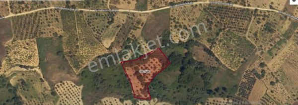 Tekirdağ Şarköy Hoşköy Mh Satılık Bağ , 5,020 M2 Müstakil Yolu Var Deniz Manzaralı Zeytinlik