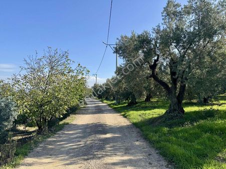 Mudanya Çepnide Deniz Manzaralı Satılık Zeytinlik