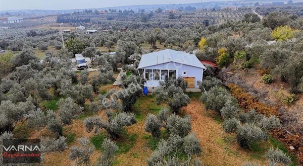 Menderes Bulgurca Satılık 7362 M2 Tek Müstakil Tapu Zeytinlik