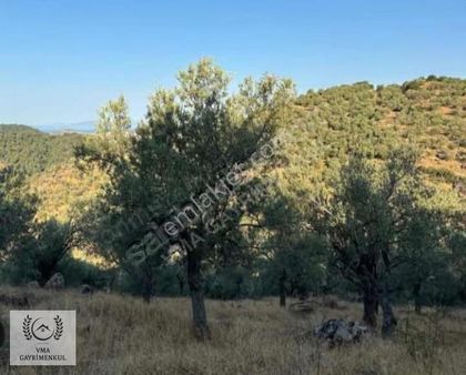 Aydın Satılık Zeytinlik