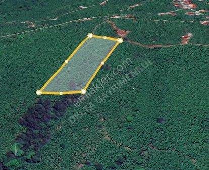 Delta Gayrimenkul'den Piraziz Şeyhli De Fındık Bahçesi